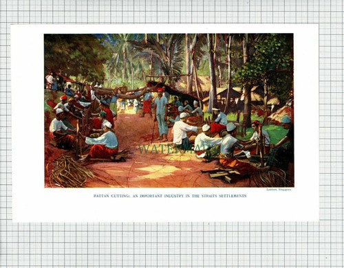 Rattan Cutting Straits Settlements Singapore - 1906 Print