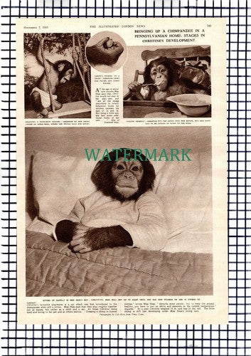 Lilo Hess Chimpanzee Baby Christine - 1953 Picture Article