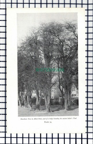 C5859) Albert Park Middlesbrough - 1960s Book Print