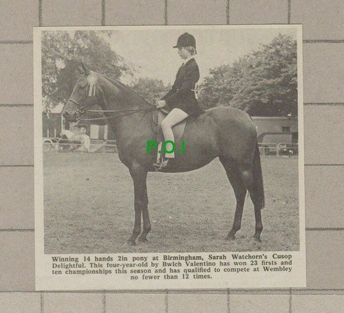 C2379) Sarah Watchorn Cusop Delightful Horse Birmingham - 1968 Clip