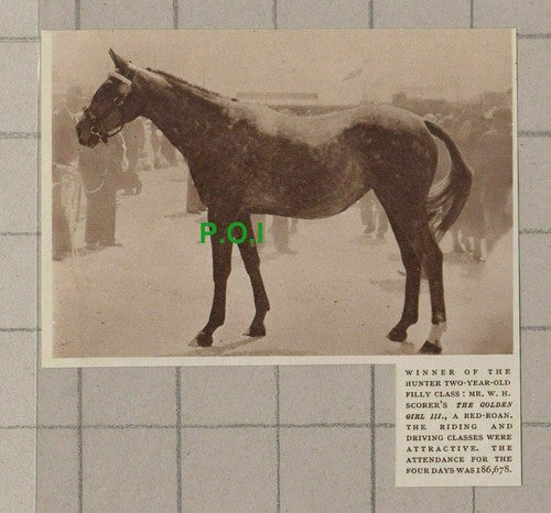 C2453) Mr W H Scorer THE GOLDEN GIRL III Horse Hunter Class - 1949 Clip