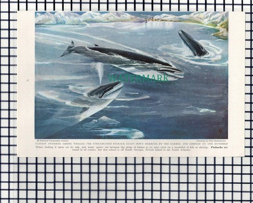 (7891) Finback Whale / Humpback Whale - 1940 Book Print