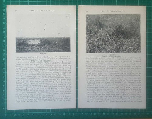 (5949) Walney Island Lancashire Breeding Season Stella Hamilton - 1897 Article