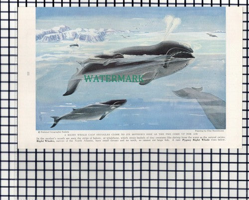 (7890) Sei Whale / Blue Whale & Calf - 1940 Book Print