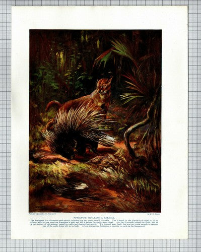 Porcupine - 1920s Book Print