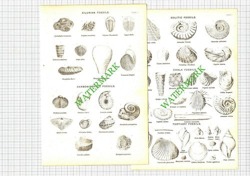 Fossils - 19th Century Book Prints X 2