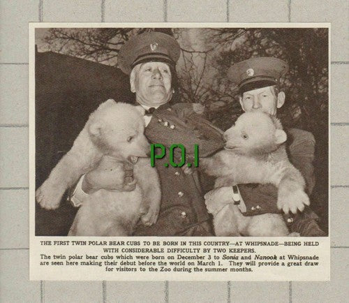 Whipsnade Zoo Polar Bear Cubs - 1961 Small News Clipping