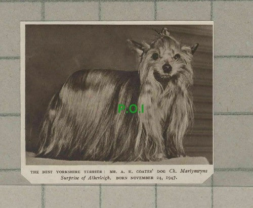 C2040) A H Coates Yorkshire Terrier Martynwyns Surprise of Atherleigh - 1951