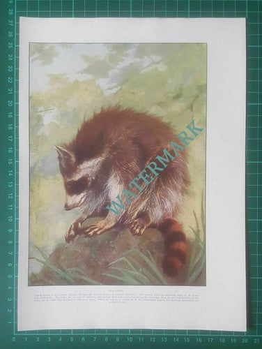 Racoon - 1920s Book Print