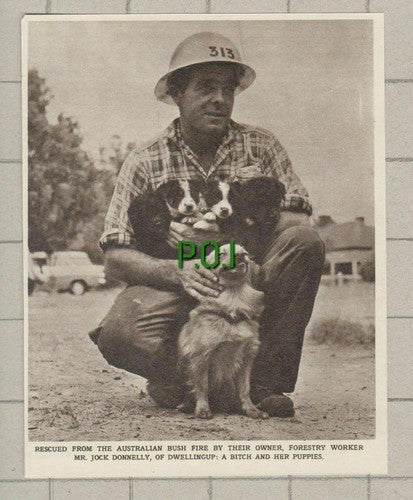 Dwellingup Perth Australia Bush Fire Jock Donelly - 1961 Small News Clipping