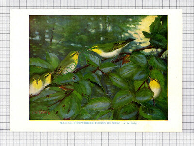 9587) WOOD WARBLER A W Seaby - 1966 Bird Book Print