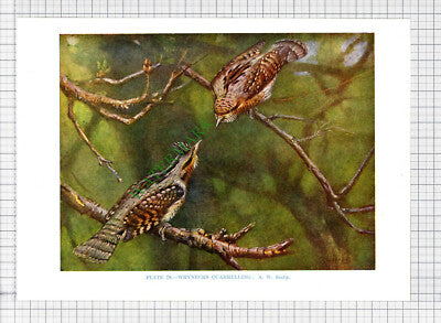 9650) WRYNECK A W Seaby - 1966 Bird Book Print