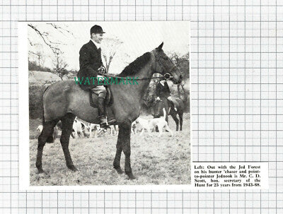 C5428) Mr C D Scott Jed Forest Hunt Jednook Horse - 1971 Cutting