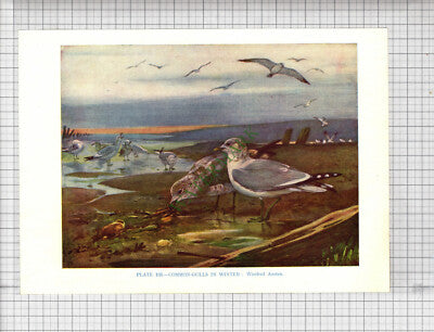 9751) COMMON GULL Winifred Austen - 1966 Bird Book Print