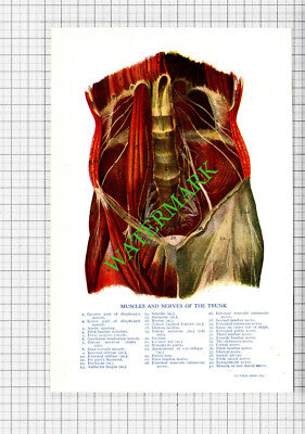 TRUNK MUSCLES NERVES - Small Antique Human Body Medical Print c.1915