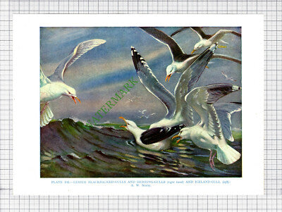 9669) LESSER BLACKBACKED GULLS HERRING GULLS A W Seaby - 1966 Bird Book Print