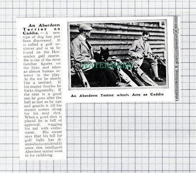 C5975) Aberdeen Terrier Dog Golf Caddie Horsenden Course - 1913 Cutting