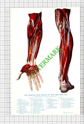 ARM & LEG MUSCLES NERVES - Small Antique Human Body Medical Print c.1915