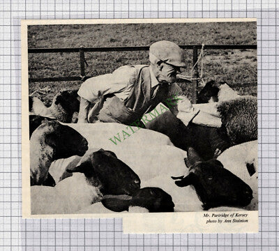 C3935) Mr Partridge Kersey Suffolk - 1971 Cutting