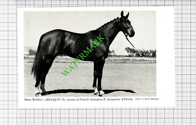 Mme Roblin France P Jonqueres d'Oriola Horse ARLEQUIN D - 1950s Small Cutting