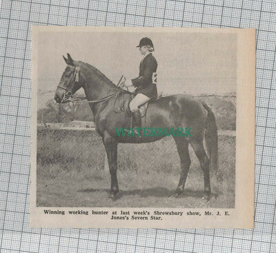 C1136) Mr J E Jones Severn Star Hose Working Hunter Shrewsbury Show - 1972