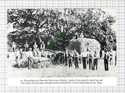 Duncombe Park Estate Helmsley Haymaking - 1970s Cutting