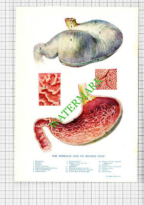 THE STOMACH - Small Antique Human Body Medical Print c.1915