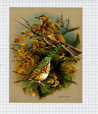 Song Thrush Mistle Thrush Basil Ede - 1960s Bird Print