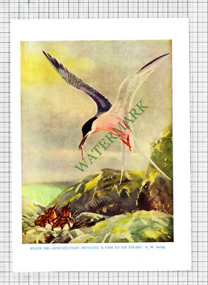 Roseate Tern Bird Print A W Seaby - 1960s Cutting
