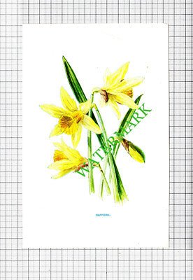 DAFFODIL Botannical Flower Plant PRINT - c.1900 Small Print