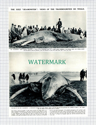 X925) The Suez Sea Monster Sei Whale - 1950 Cutting