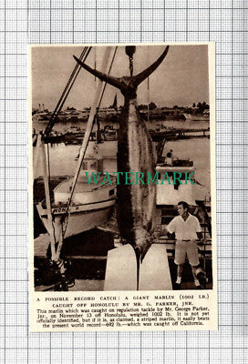 C3784) Mr George Parker Catches Giant Marlin Fish Honolulu - 1954 Clip