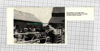 C1016) Lodge Farm East Hanningfield Essex - 1966 Cutting