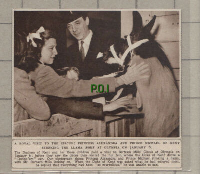 C1045) Llama Bogie Bertram Mills Circus Olympia Royal Visit Bernard 1948 Cutting