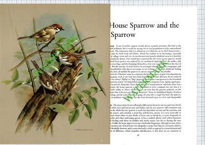 Sparrow Basil Ede - 1970s Bird Print