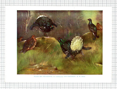 BLACKCOCK GREYHEN Bird A W Seaby - c.1960s Book Print
