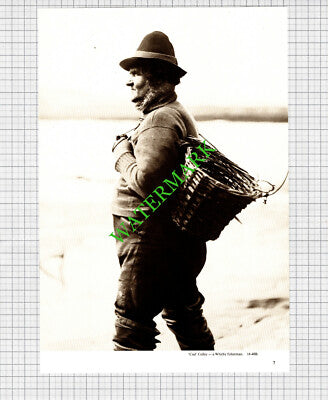 Cud Colley Whitby Fisherman - Cutting