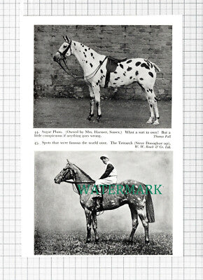 C5441) Mrs Harmer Sussex Spotted Horse Sugar Plum Steve Donoghue - 1959 Cutting
