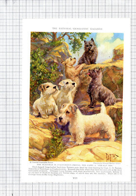 Sealyham Terrier Edward Herbert Miner - c.1936 Print / Cutting