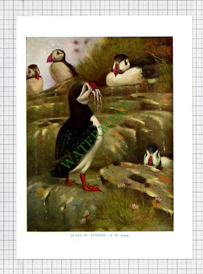 9667) PUFFIN A W Seaby - 1966 Bird Book Print