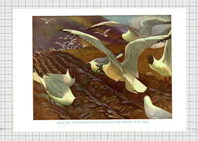 9747) BLACKHEADED GULL A W Seaby - 1966 Bird Book Print