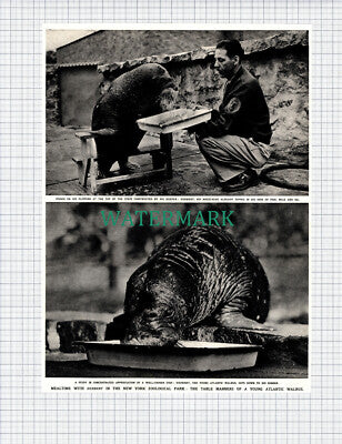 (X591) New York Zoo Walrus Named HERBERT - 1952 Clip