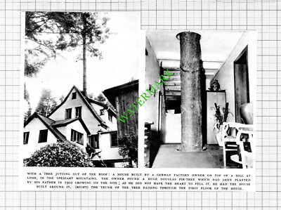 Lohr Germany Tree In House - 1953 Cutting