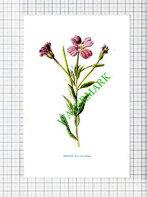 GREATER WILLOW-HERB Botannical Flower Plant PRINT - c.1900 Small Print