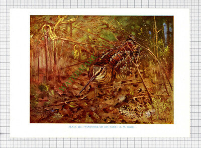 9603) WOODCOCK A W Seaby - 1966 Bird Book Print