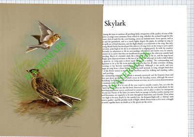 Skylark Basil Ede - 1970s Bird Print