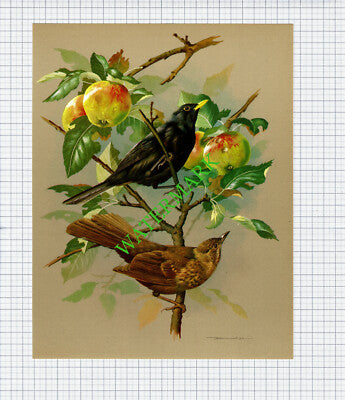 Blackbird Basil Ede - 1960s Bird Print