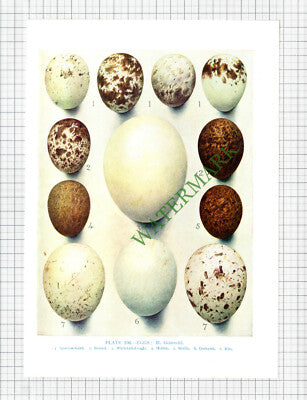 BIRD EGGS Sparrow Hawk Kestrel Eagle Hobby Merlin Kite Goshawk - c.1960s PRINT