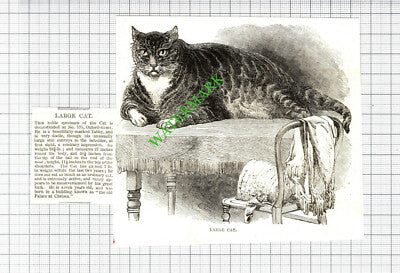 The Old Palace at Chelsea 175 Oxford Street London Cat - 1850 Cutting