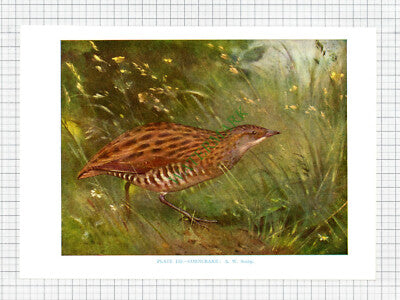 CORNCRAKE Bird A W Seaby - c.1960s Book Print